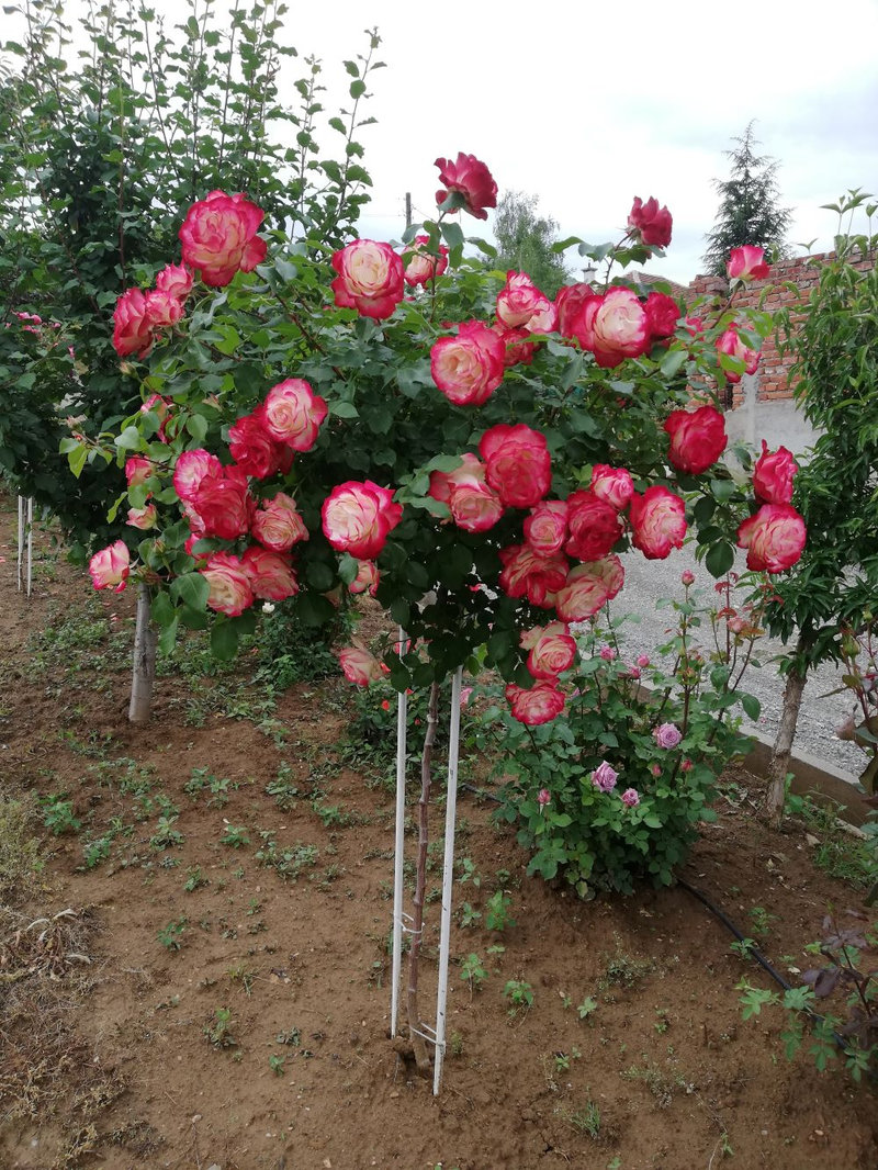 Снимка 1 от галерията