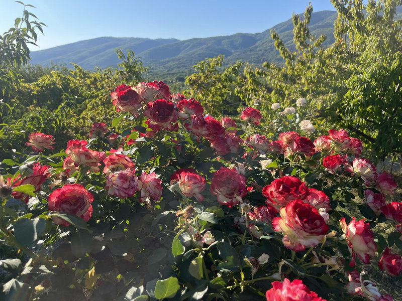 Снимка 3 от галерията