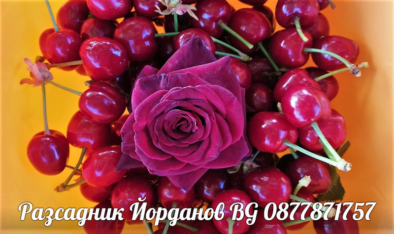 Снимка 5 от галерията