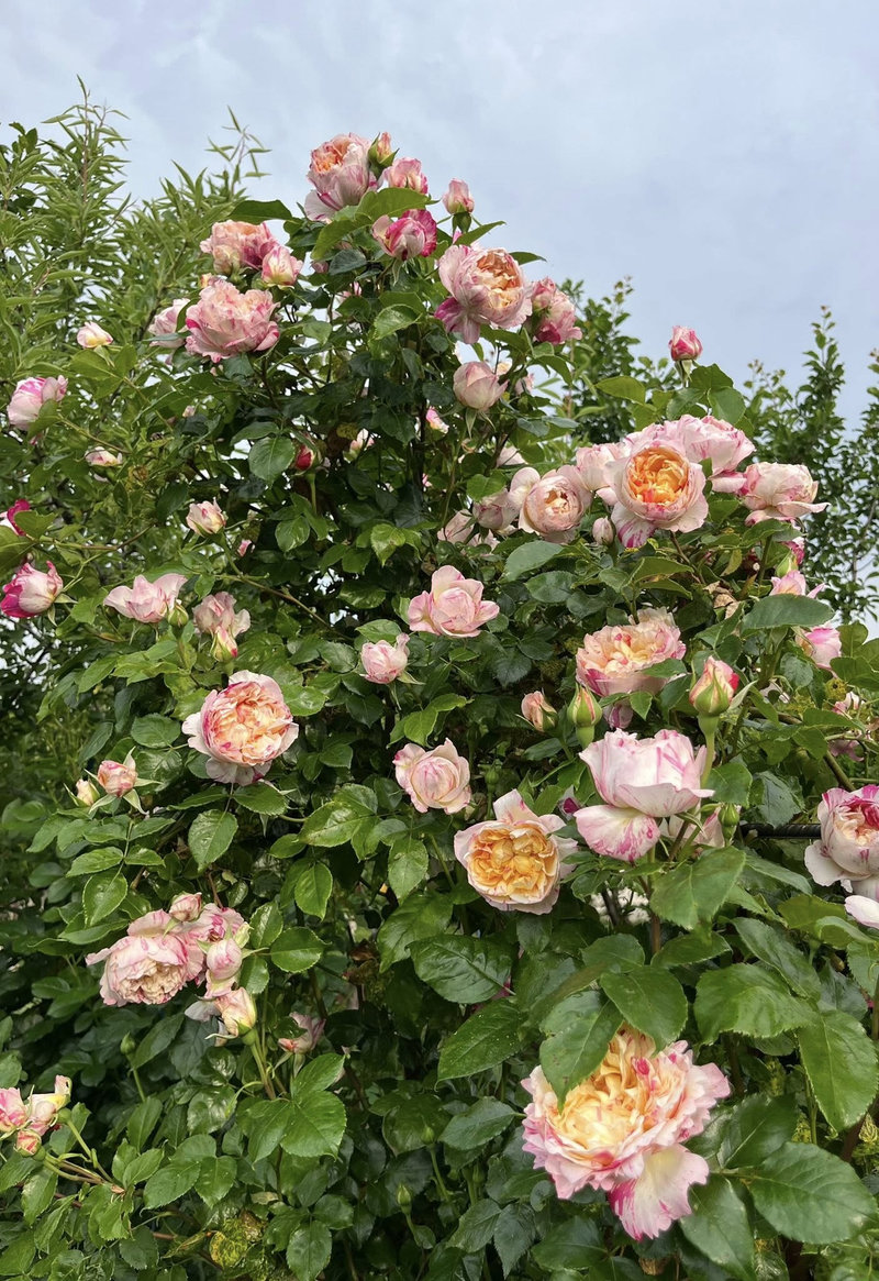 Снимка 6 от галерията