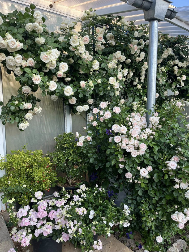 Снимка 7 от галерията