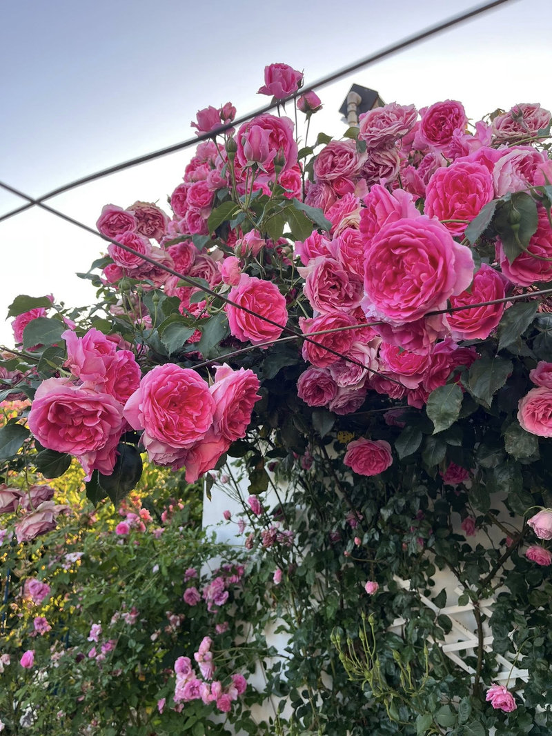 Снимка 8 от галерията