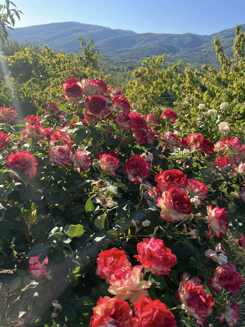 Снимка 9 от галерията