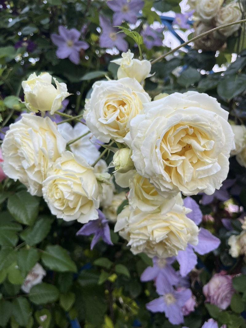 Снимка 12 от галерията