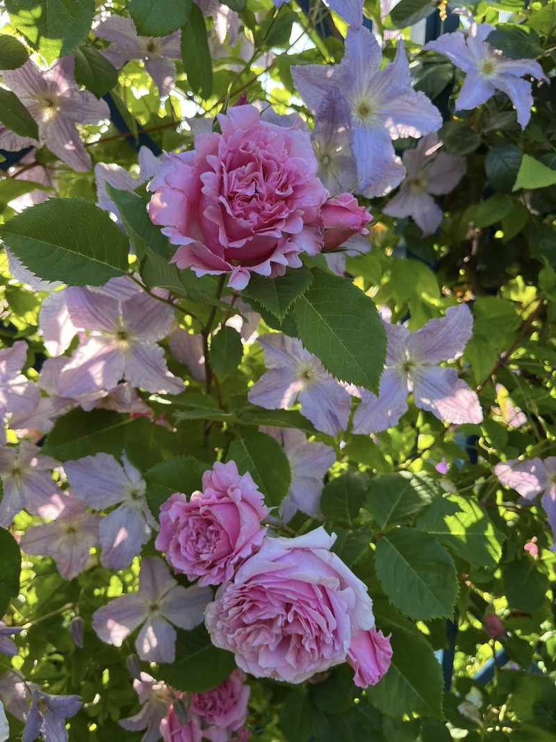 Снимка 16 от галерията