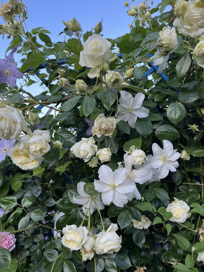 Снимка 17 от галерията