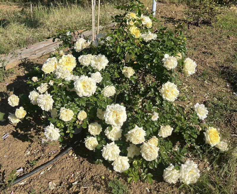 Снимка 18 от галерията