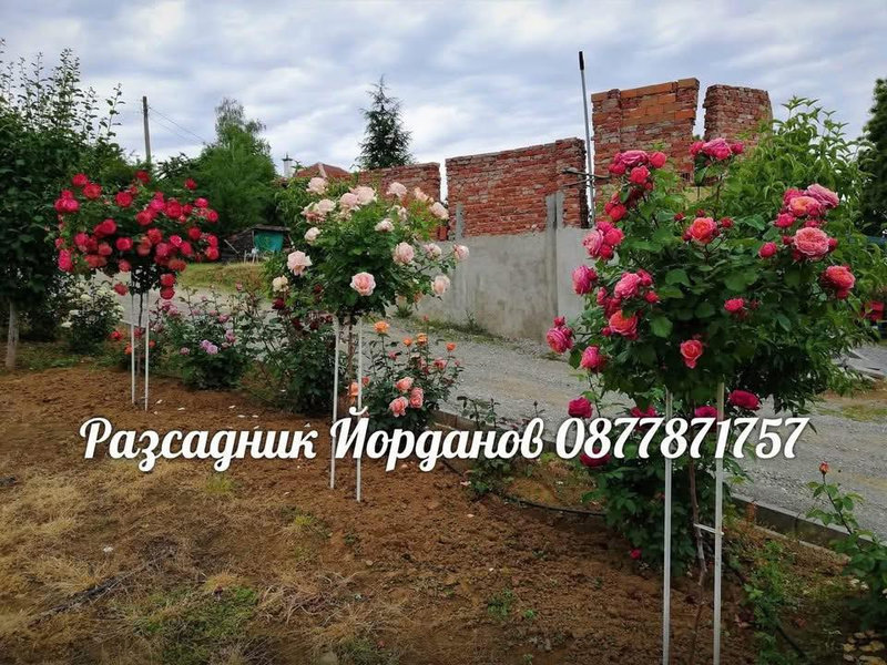 Снимка 19 от галерията