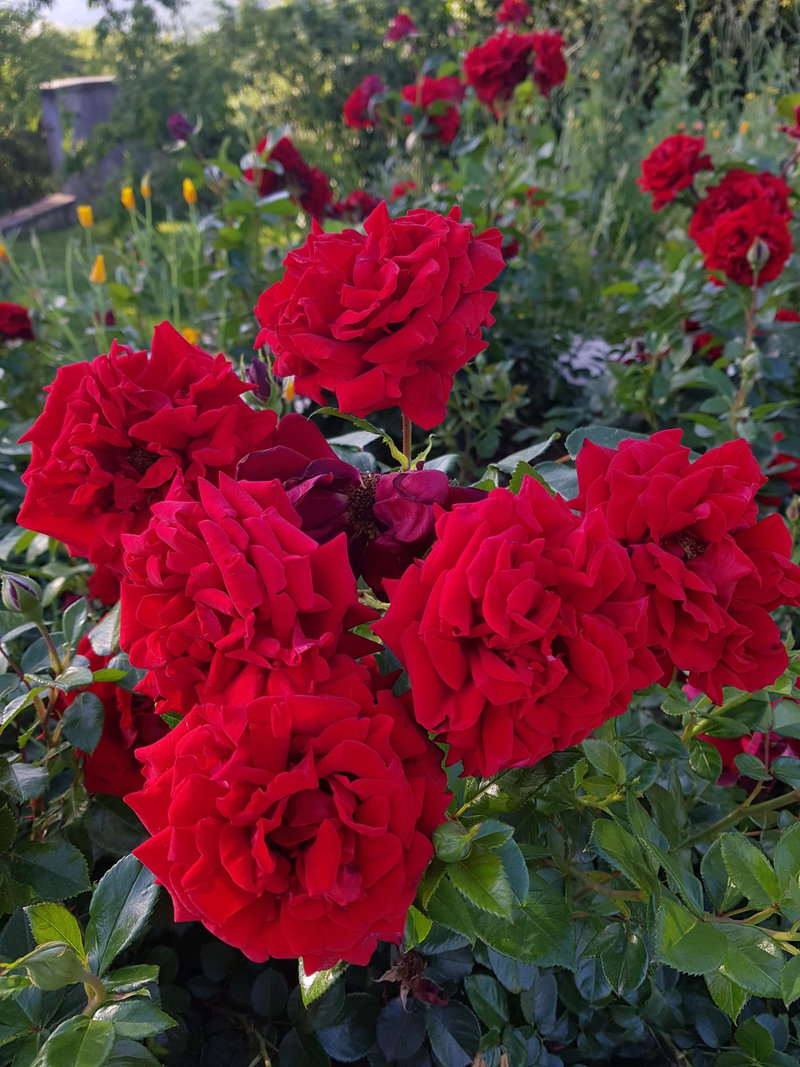 Снимка 21 от галерията