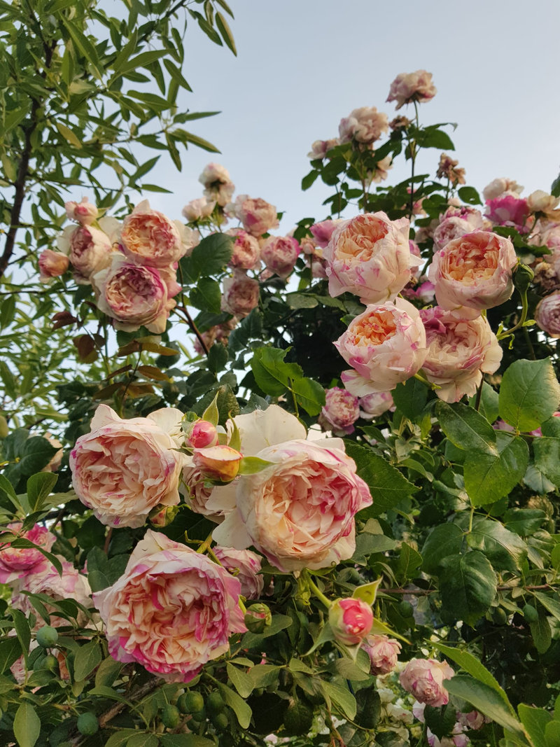 Снимка 23 от галерията