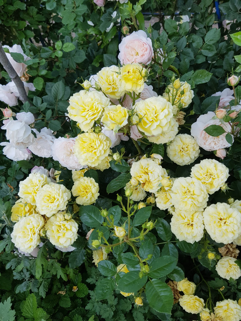 Снимка 24 от галерията