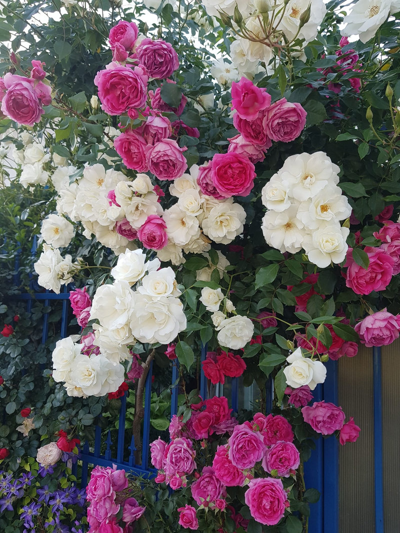 Снимка 25 от галерията