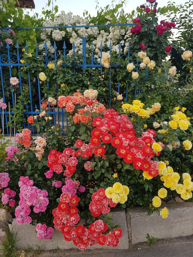 Снимка 26 от галерията