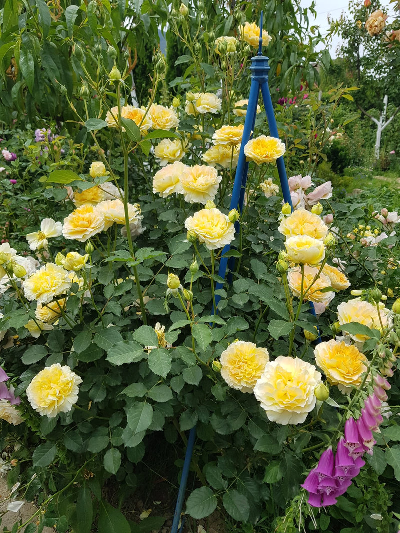 Снимка 27 от галерията