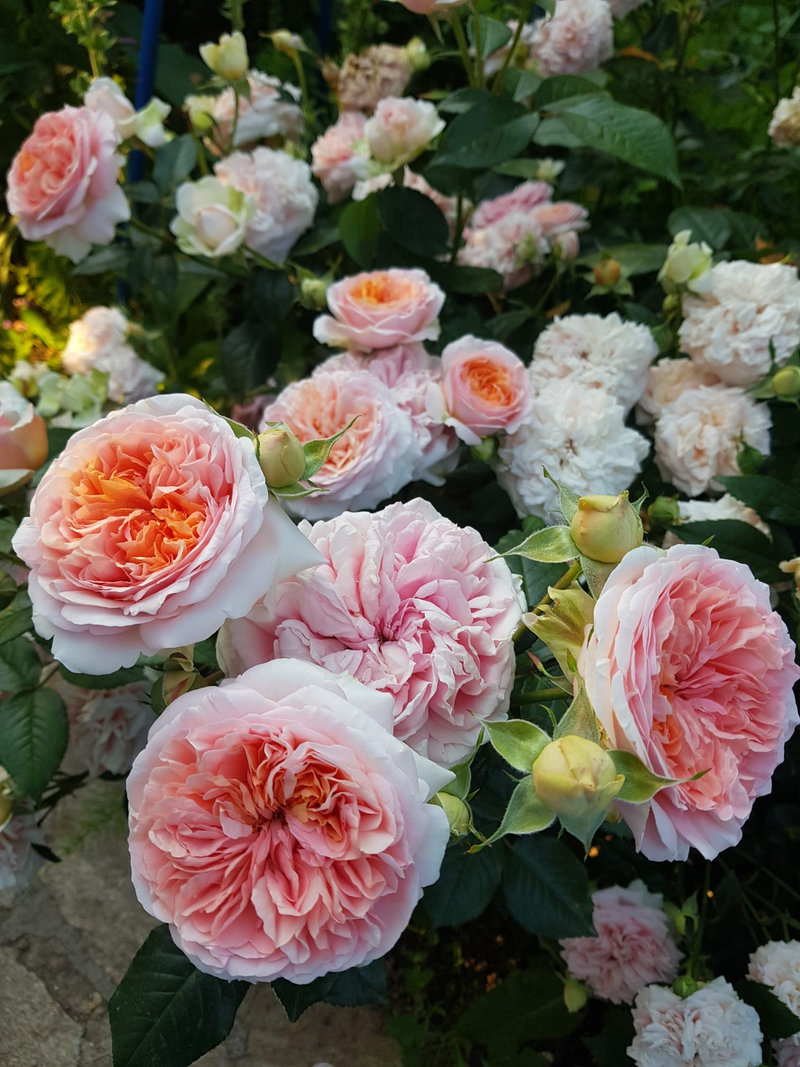 Снимка 28 от галерията