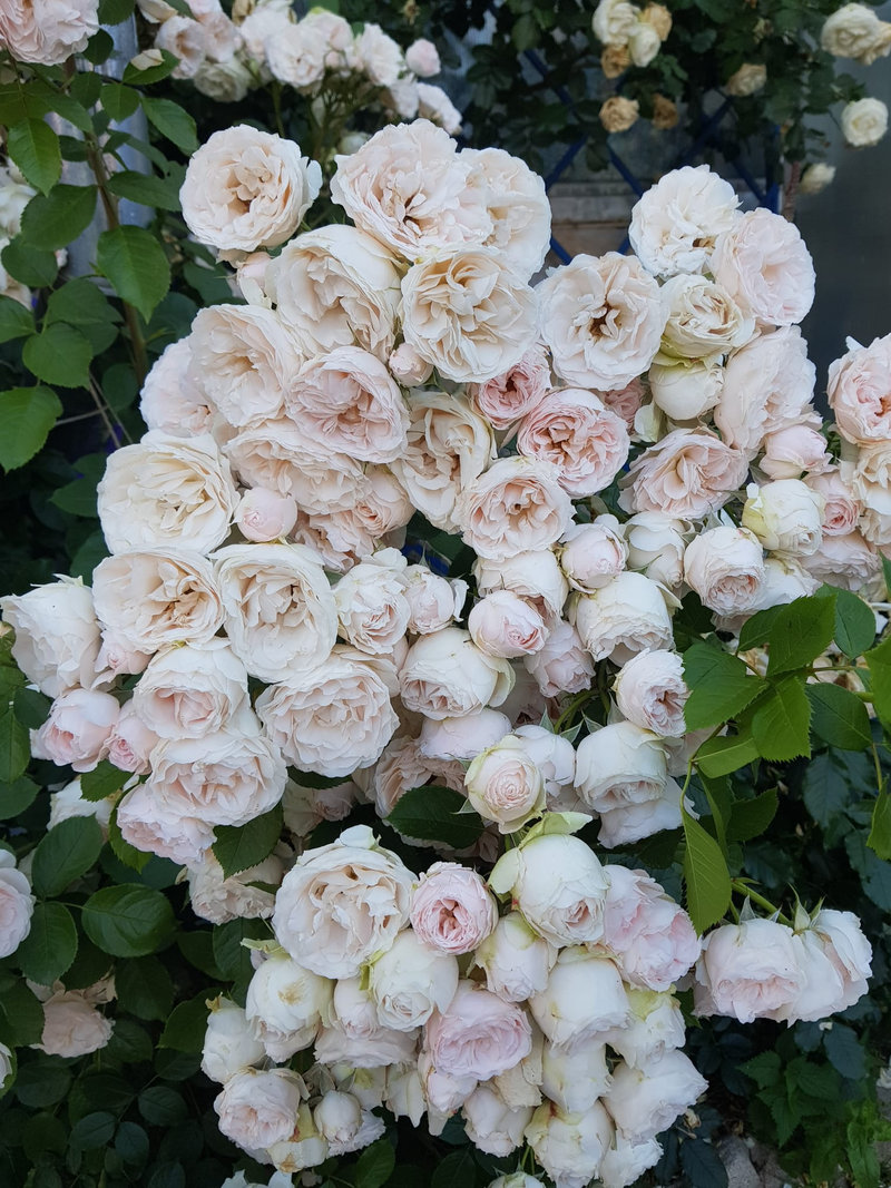 Снимка 29 от галерията