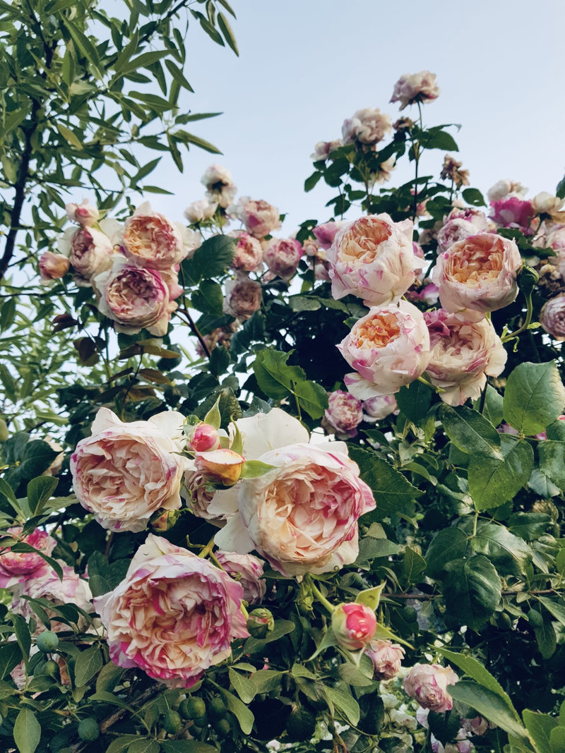 Снимка 31 от галерията