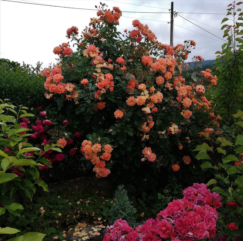 Снимка 34 от галерията