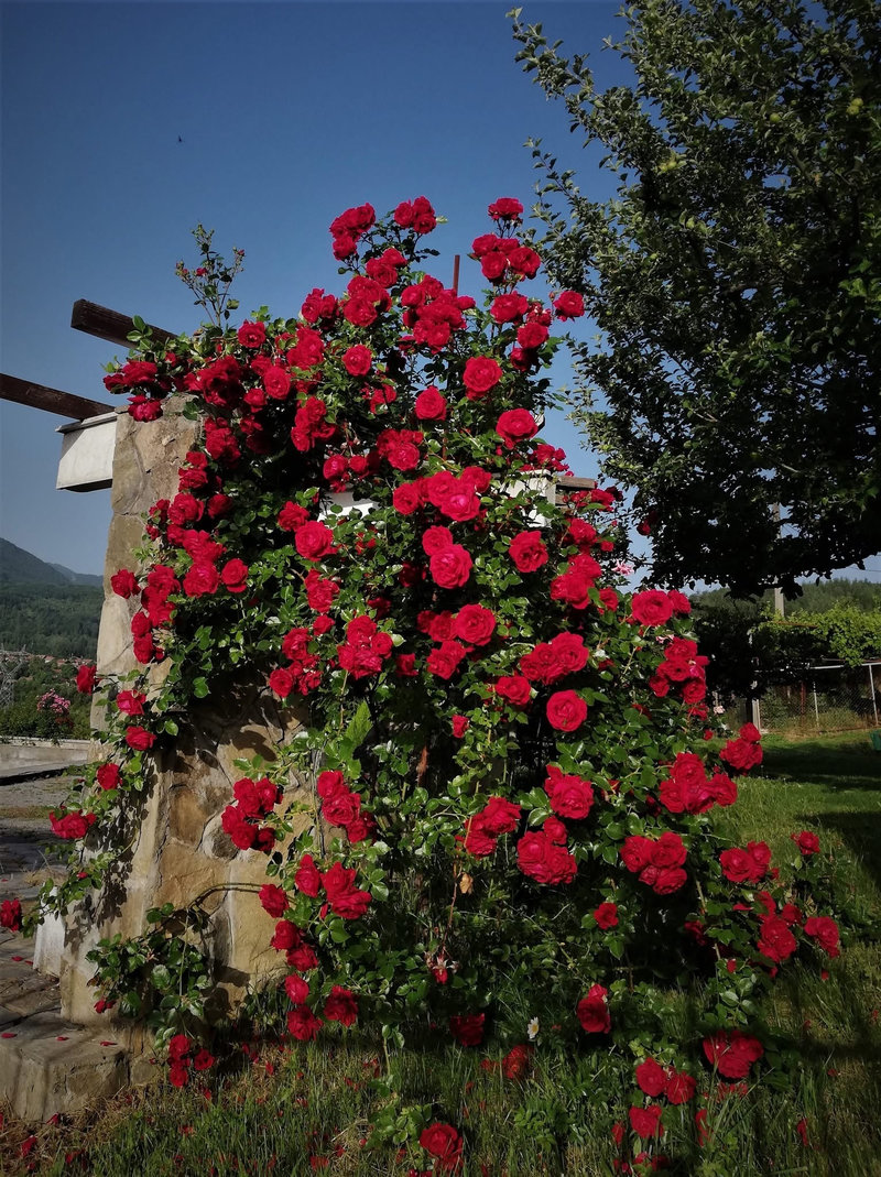 Снимка 35 от галерията