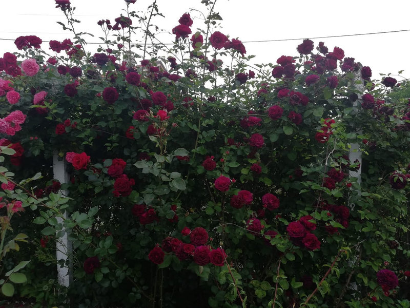 Снимка 36 от галерията