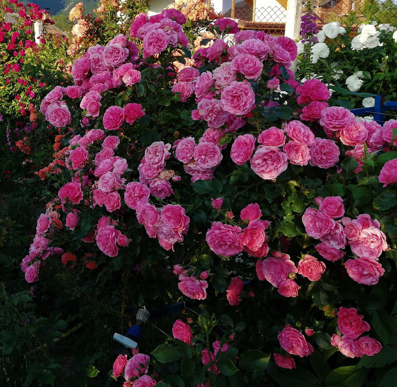 Снимка 37 от галерията