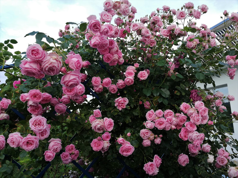 Снимка 38 от галерията