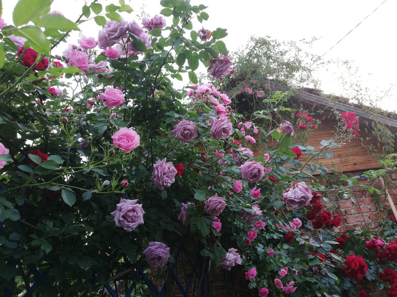 Снимка 39 от галерията