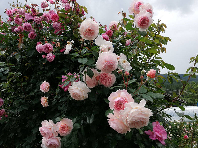 Снимка 44 от галерията