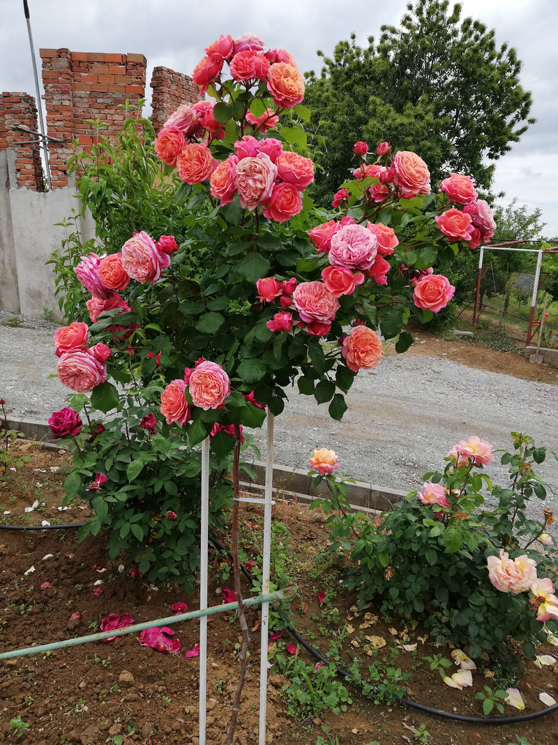 Снимка 45 от галерията