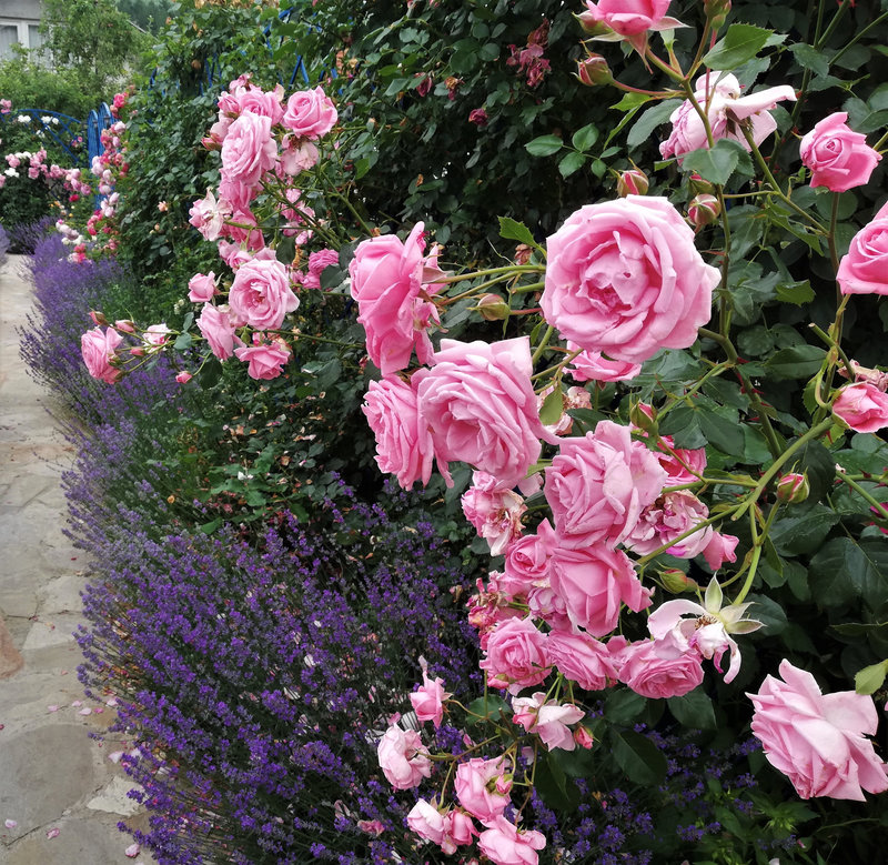 Снимка 46 от галерията