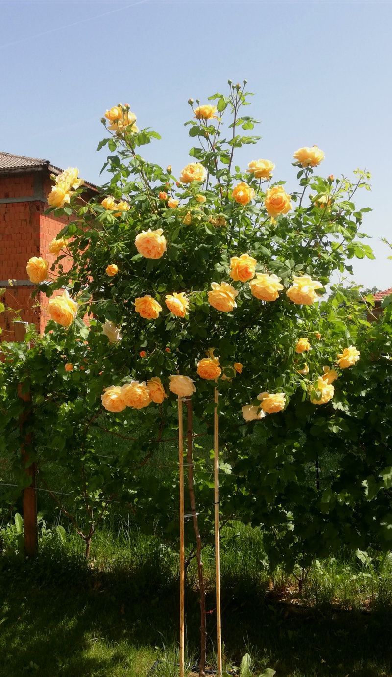 Снимка 47 от галерията