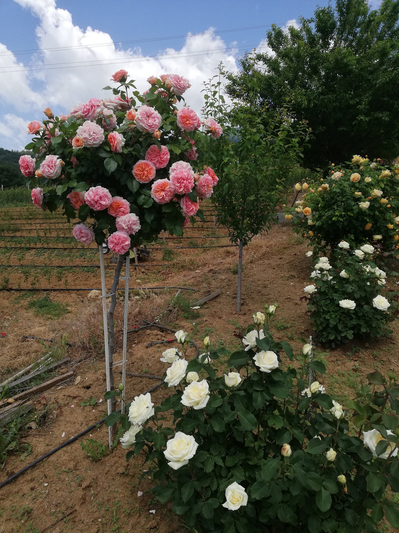 Снимка 49 от галерията