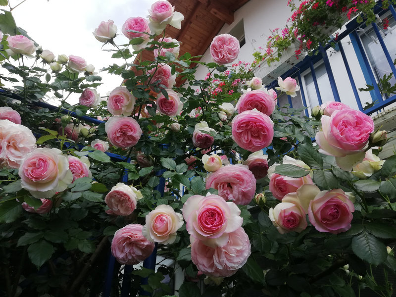 Снимка 50 от галерията