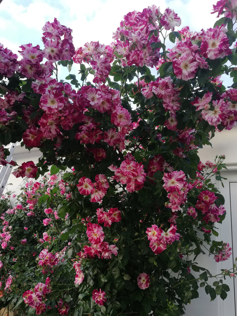 Снимка 51 от галерията