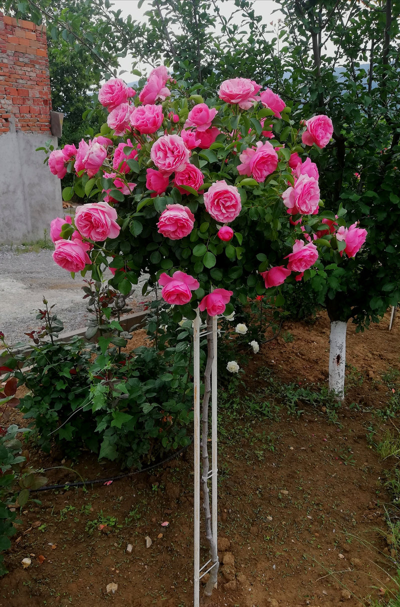 Снимка 53 от галерията