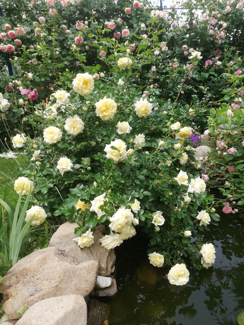 Снимка 54 от галерията