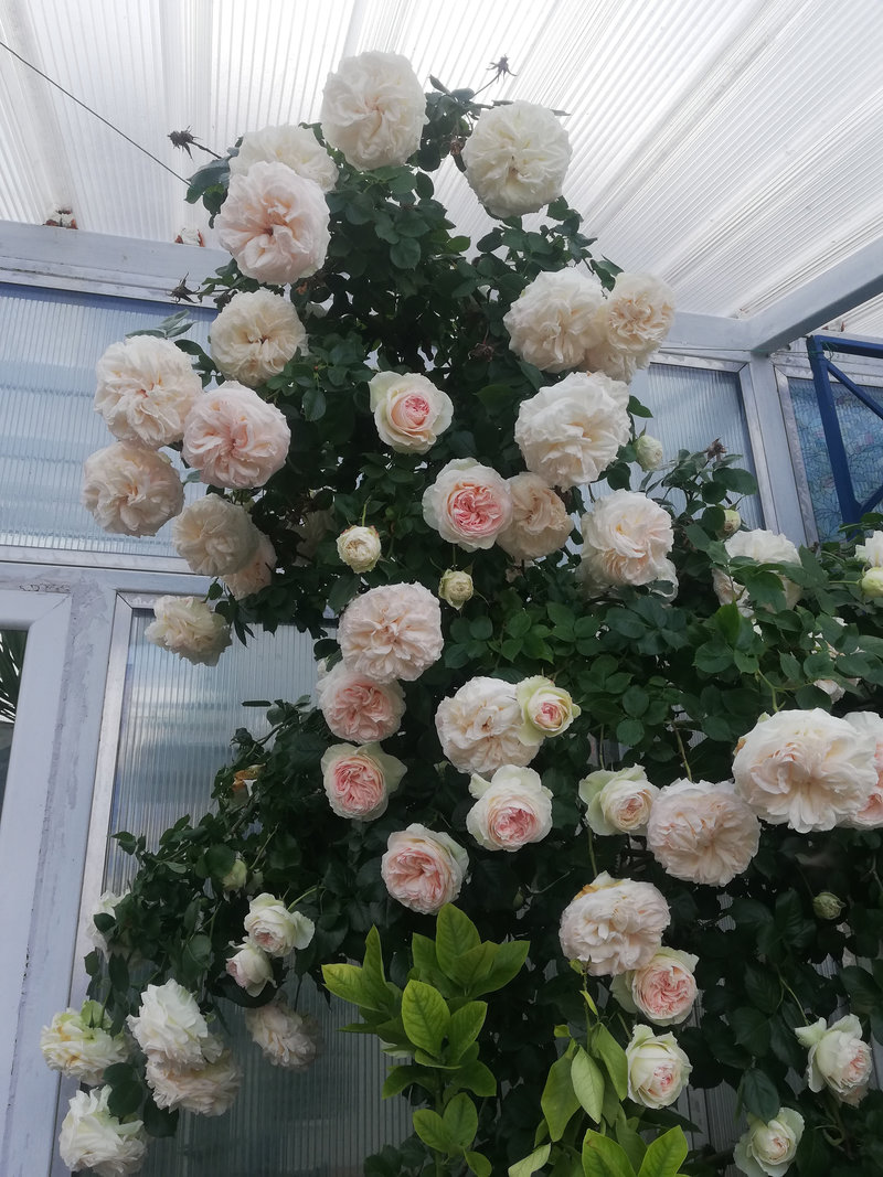 Снимка 55 от галерията