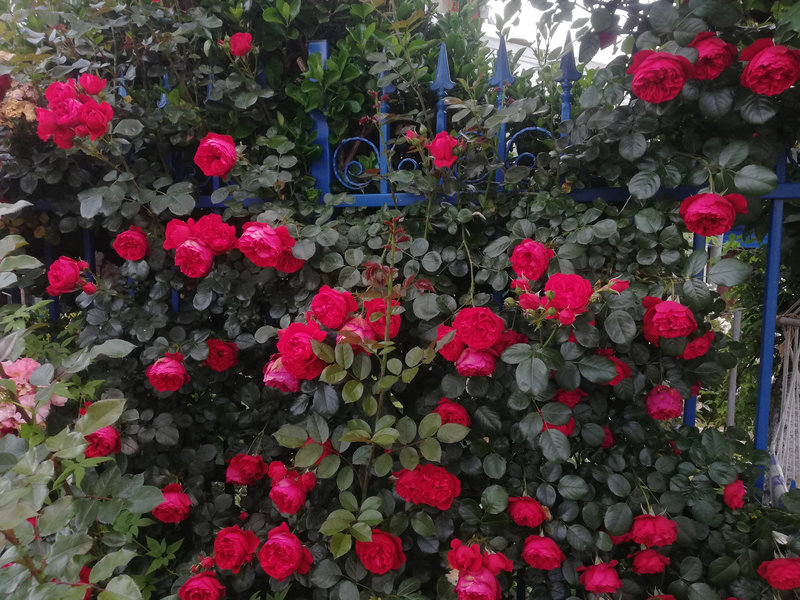 Снимка 56 от галерията