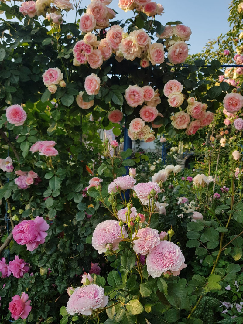 Снимка 58 от галерията