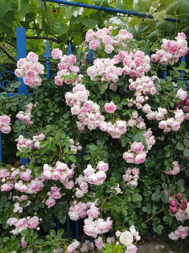 Снимка 59 от галерията