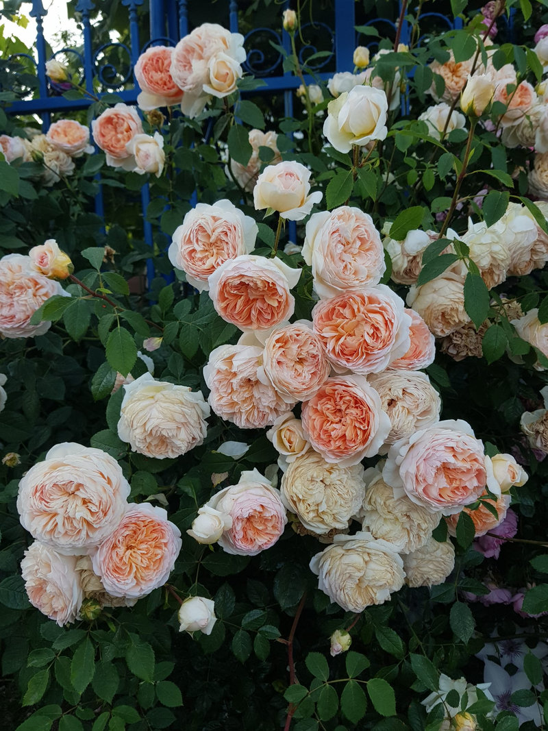 Снимка 60 от галерията