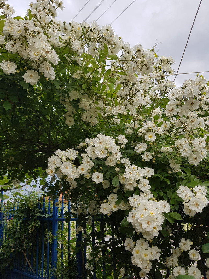 Снимка 61 от галерията