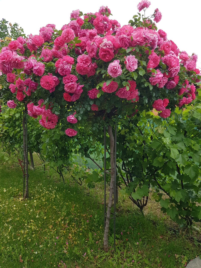 Снимка 62 от галерията