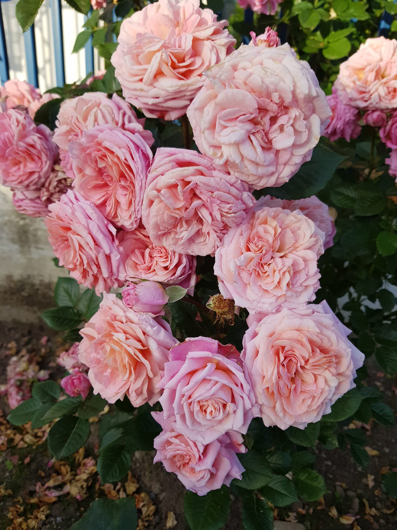 Снимка 63 от галерията