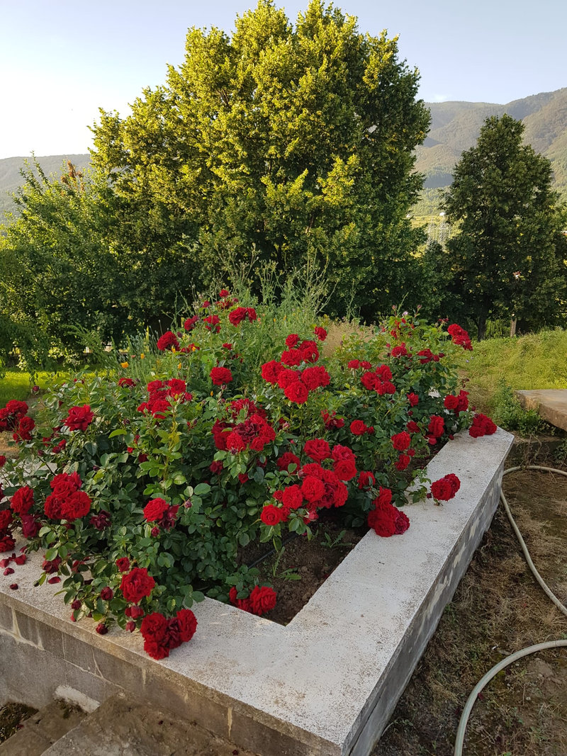 Снимка 64 от галерията