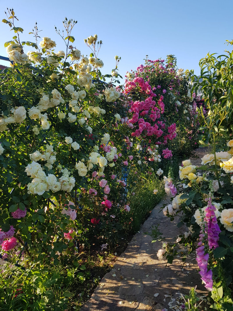 Снимка 65 от галерията