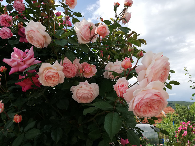 Снимка 67 от галерията