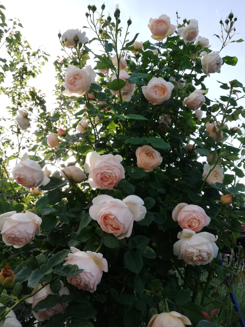 Снимка 68 от галерията