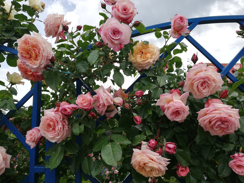 Снимка 69 от галерията