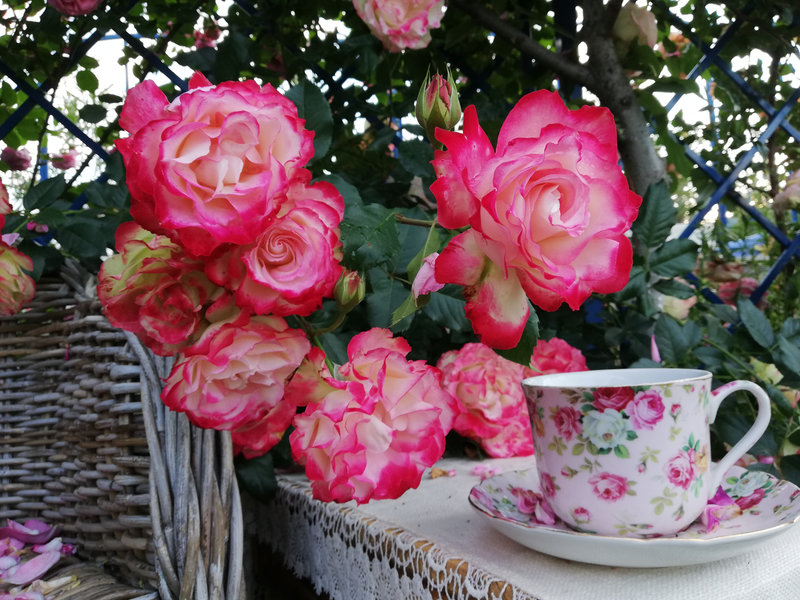 Снимка 70 от галерията